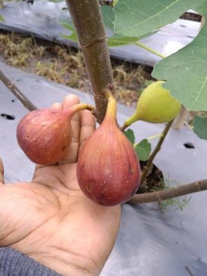 buah tin merah blue giant manis terlaris Padang