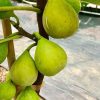 cangkok buah tin jenis galbun Sorong