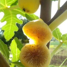 cangkok buah tin jenis kalymirna terlaris Makassar