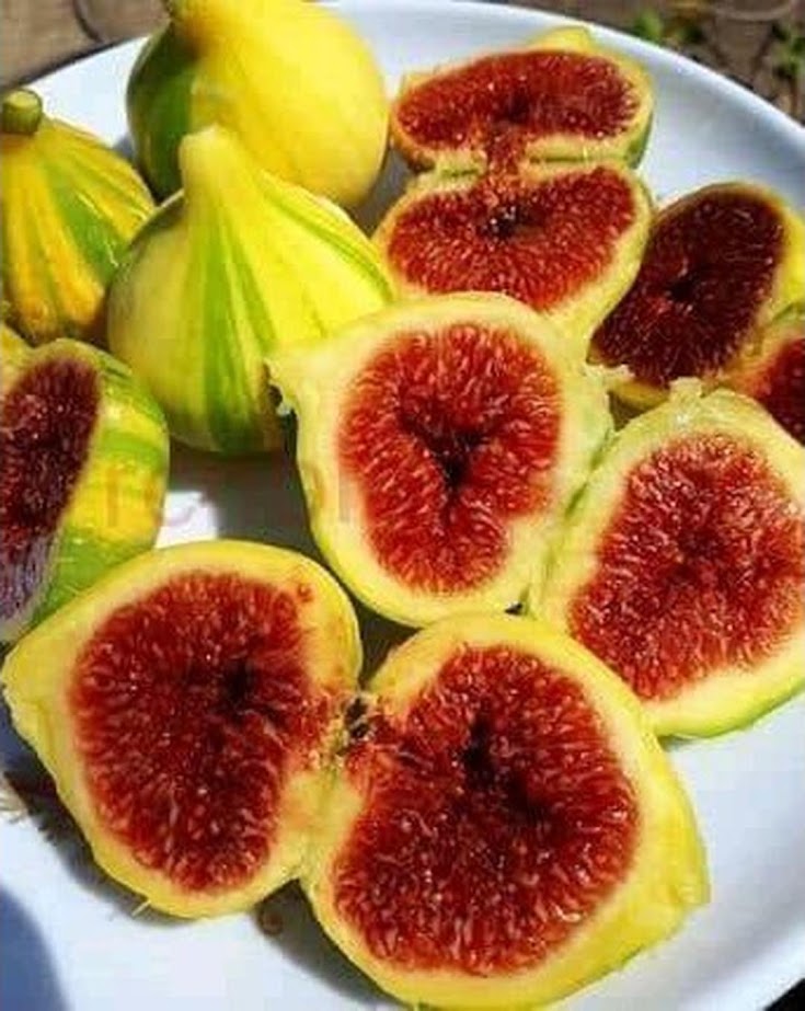 Gambar Produk cangkox buah tin jenis bornisot blanca rimada bbr Manado