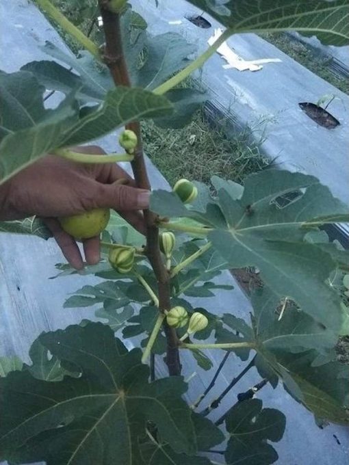 cangkox buah tin jenis bornisot blanca rimada bbr Nusa Tenggara Barat