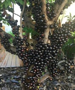 cups bibit tanaman anggur brazil buah manis jaboticaba pohon tabulampot Kota Administrasi Jakarta Barat