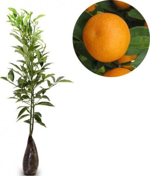 diskon bibit tanaman buah jeruk sunkist Jawa Timur