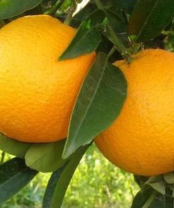 diskon bibit tanaman buah jeruk sunkist Ternate