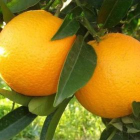 diskon bibit tanaman buah jeruk sunkist Ternate