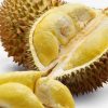 durian montong kaki 3 bibit durian montong Jawa Barat