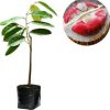 extrim cepat berbuah tanaman bibit buah durian montong merah 80cm Denpasar