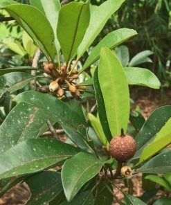 ford bibit pohon sawo manila buah sawo tanaman sawo manila cepat berbuah Jawa Barat