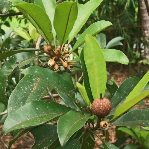 ford bibit pohon sawo manila buah sawo tanaman sawo manila cepat berbuah Jawa Barat