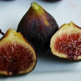 fresh cangkok bibit buah tin malta black Jakarta