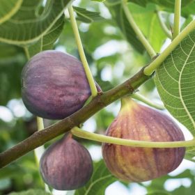 h2o bibit buah tin brown turkey Bitung