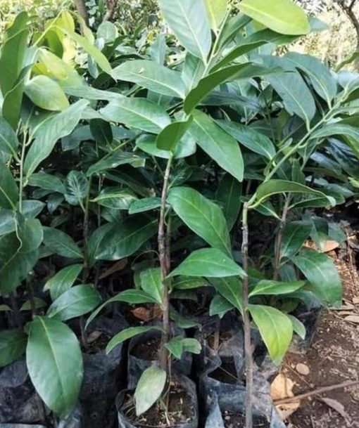 harga bibit tanaman Bibit Buah Black Sapote Hadir Khusus Giant Jumbo Okulasi Mempawah