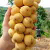 harga bibit tanaman Bibit Buah Dalam Tanaman Duku Berkwalitas Unggul Sudah Hasil Okulasi Cocok Di Tanam Halmahera Tengah