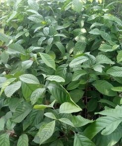 harga bibit tanaman Bibit Buah Dalam Tanaman Duku Berkwalitas Unggul Sudah Hasil Okulasi Cocok Di Tanam Seruyan