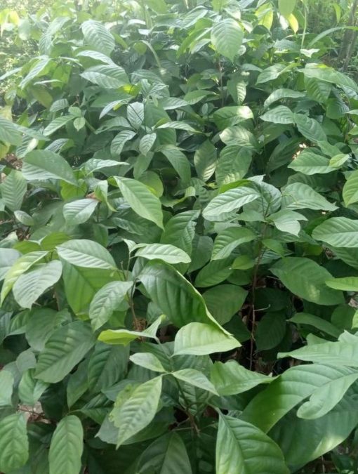 harga bibit tanaman Bibit Buah Dalam Tanaman Duku Berkwalitas Unggul Sudah Hasil Okulasi Cocok Di Tanam Seruyan