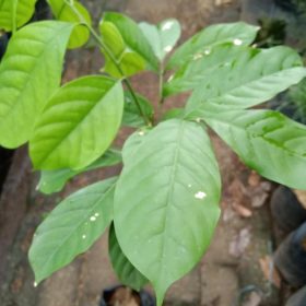 harga bibit tanaman Bibit Buah Duku Tanaman Palembang Landak