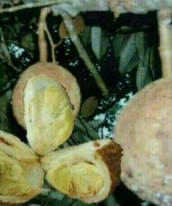 harga bibit tanaman Bibit Buah Durian Gundul Laris Murah Pematangsiantar