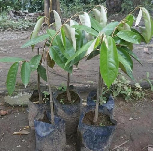 harga bibit tanaman Bibit Buah Durian Gundul Pontianak