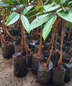 harga bibit tanaman Bibit Durian Duri Hitam Terlaris Montong Dan Musangking Kaki Tunggal Grosir Kepulauan Sula