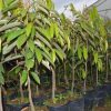 harga bibit tanaman Bibit Durian Super Tembaga Bangka Asli - Agrotani Pangandaran