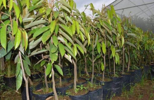 harga bibit tanaman Bibit Durian Super Tembaga Bangka Asli - Agrotani Pangandaran