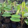 harga bibit tanaman Bibit Durian Super Tembaga Bangka Karanganyar