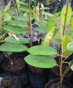 harga bibit tanaman Bibit Durian Super Tembaga Bangka Karanganyar