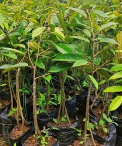 harga bibit tanaman Bibit Durian Unggul Moontong Kaki Tiga Hasil Okulasi Cirebon