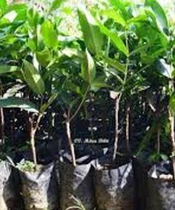 harga bibit tanaman Bibit Jambu Air Pohon Deli Madu Super Barito Utara