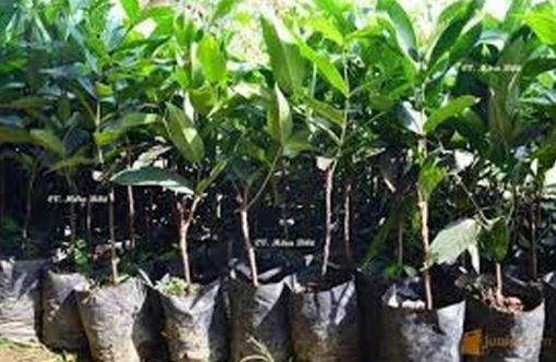 harga bibit tanaman Bibit Jambu Air Pohon Deli Madu Super Barito Utara