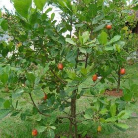 harga bibit tanaman Bibit Jambu Mete Tanaman Buah Mede Monyet Lebong