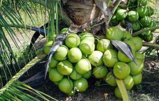 harga bibit tanaman Bibit Kelapa Genjah Tanaman Entok Mamuju Tengah