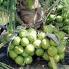 harga bibit tanaman Bibit Kelapa Pandan Tanaman Super Bangli