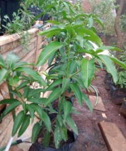harga bibit tanaman Bibit Mangga Kiojay New Pohon Chokanan Hasil Okulasi Ukuran Besar Kepulauan Sangihe