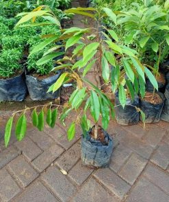 harga bibit tanaman Bibit Musang King Best Tanaman Pohon Buah Duren Durian Montong Medan Palu Bawor Hasil Cangkok Seruyan