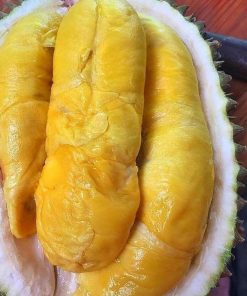 harga bibit tanaman Bibit Musang King Grosir Buah Durian Musangking Unggul Kulon Progo