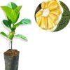harga bibit tanaman Bibit Nangka Madu Tanaman Hidup Buah Okulasi Super Unggul Lingga