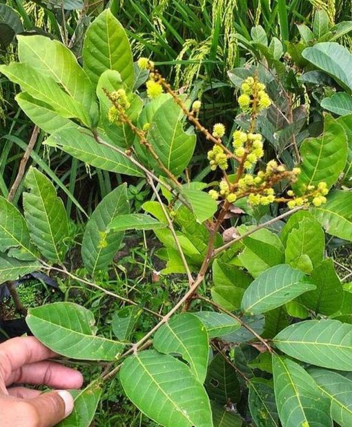 harga bibit tanaman Bibit Rambutan Rapiah Hasil Cangkok Tanaman Buah Merah Binjai Binjay Sabang
