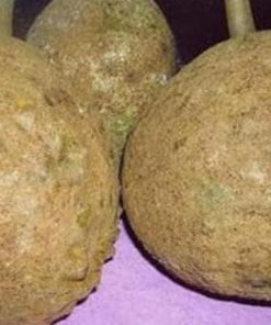 harga bibit tanaman Bibit Tanaman Buah Durian Gundul Unggul Ecer Pinrang