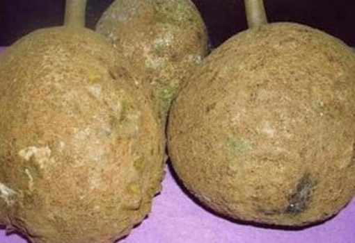 harga bibit tanaman Bibit Tanaman Buah Durian Gundul Unggul Ecer Pinrang