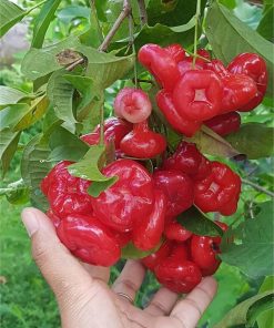 hasil cangkok bibit tanaman hias buah jambu air kancing citra merah king rose dalhari Tomohon