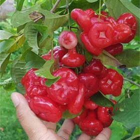 hasil cangkok bibit tanaman hias buah jambu air kancing citra merah king rose dalhari Tomohon