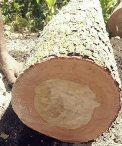 hrv bibit pohon kayu cendana bali tanaman cendana Batu