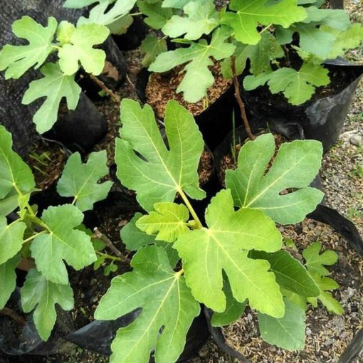 j3z pohon tin bibit tin daun tin buah tin buah ara tanaman tin Makassar