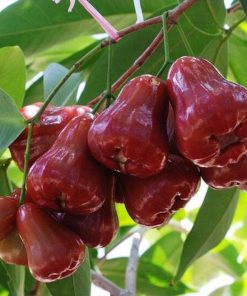 jambu air citra merah bibit tanaman hidup pohon buah unggul Semarang