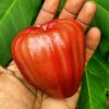 jambu dalhari super manis Kalimantan Barat