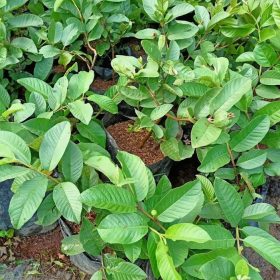 jaminan berbuah bibit tanaman pohon buah jambu kristal tanpa biji cangkok merah monyet Kalimantan Selatan