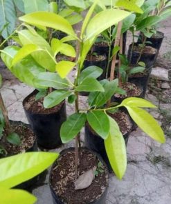 jual bibit buah Bibit Buah Black Sapote Koleksi Terbaru Giant Jumbo Sambung PucukOkulasi Dari Pohon Yang Sudah Berbua Padang