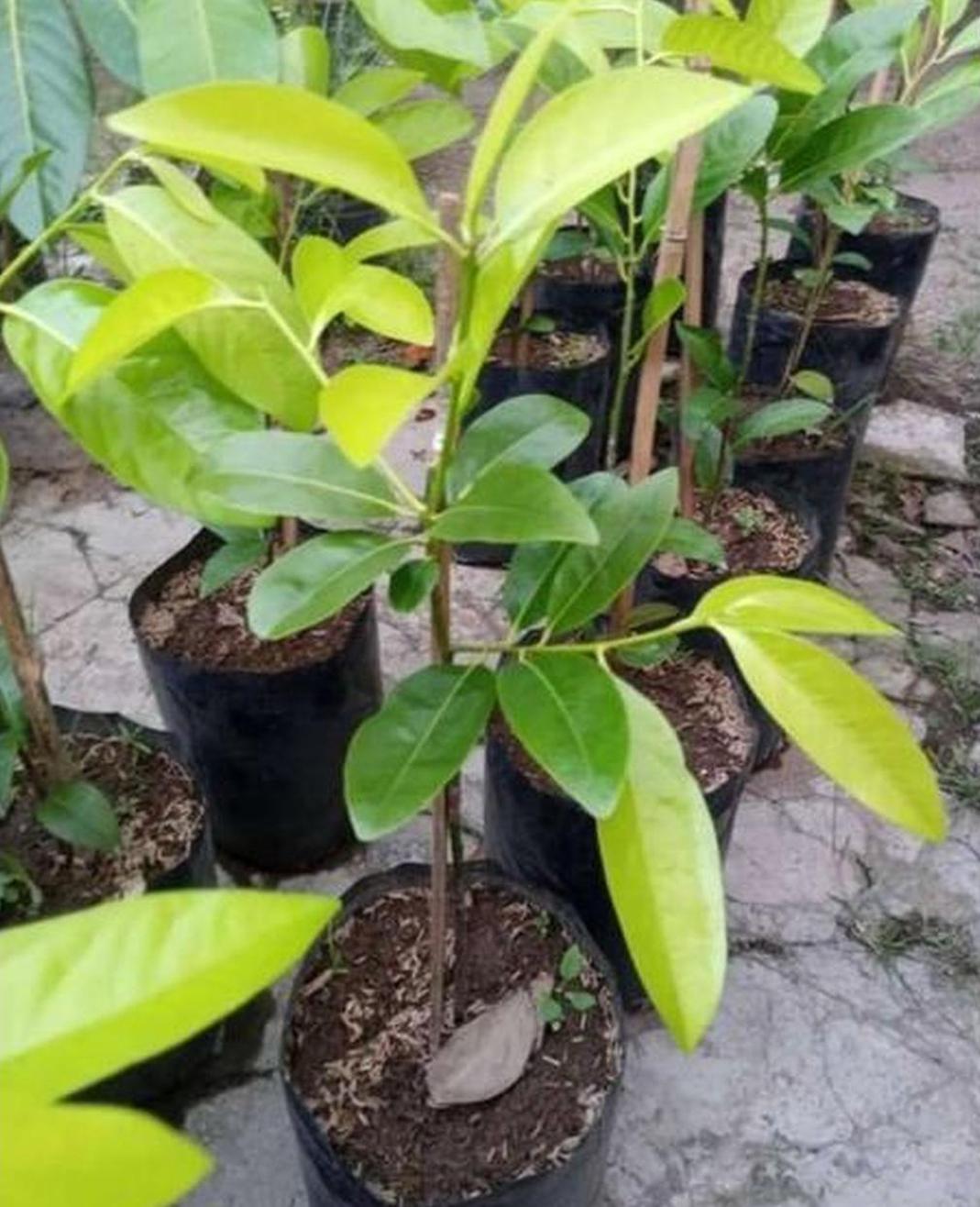 Gambar Produk jual bibit buah Bibit Buah Black Sapote Koleksi Terbaru Giant Jumbo Sambung PucukOkulasi Dari Pohon Yang Sudah Berbua Padang