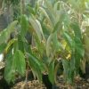jual bibit buah Bibit Buah Durian Gundul Baru Sab Jakarta Selatan